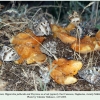 chazara briseis daghestan male on a bait